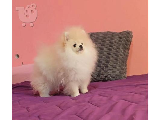 PoulaTo: Καθαρόαιμα κουτάβια Boo Pomeranian
